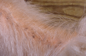 small specks of black lice scattered throughout brown goat hair