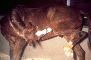 right profile of brown horse body, horse biting left hind leg