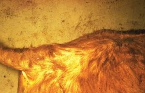 patchy alopecia near brown cattle's tail