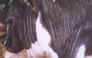 white steaks across body of black-and-white cattle