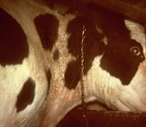 cow's right profile; hardened crusty body skin