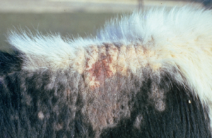 crusty, hardened skin along top of back of black-white animal, patches of fur missing