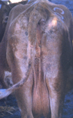 alopecia along back of body of brown cow; open scabs
