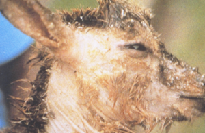 right profile of brown goat's face; patches of alopecia