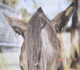 ears drooping of brown horse