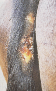patches of hair missing on horse tail; open scabs