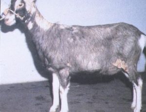 black goat with patches of fur missing