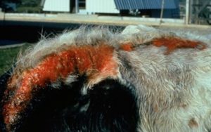 streak of open red wound along grey fur