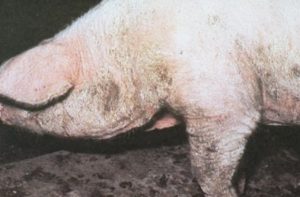 side profile of pig with splotches of hardened yellow and grey skin