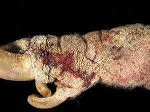 hardened, cracked yellow and grey skin of pig's leg with open wounds