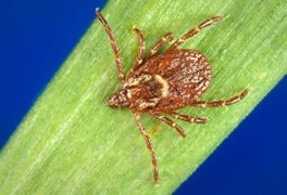 Dermacentor variabilis (“American dog tick”), reddish-brown flat oval-shaped tick with 8 legs and yellow outlined scutum; on a green leaf against a blue background