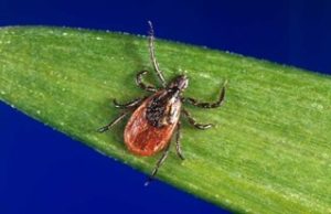 Ixodes scapularis (“Blacklegged tick”), reddish-brown behind scutum; flat oval-shaped tick with 8 legs and black scutum; on a green leaf against a blue background