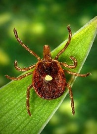 Amblyomma americanum (“Lone Star tick”), brown oval-shaped tick with white spot in the middle of back; has 8 legs and is on a leaf against a green background