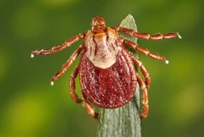 Dermacentor andersoni (“Rocky Mountain wood tick”), reddish-brown flat pear-shaped tick with 8 legs and yellow scutum; on a green leaf against a green background