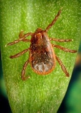 Rhipicephalus sanguineus (“brown dog tick”), elongated body shape with 8 legs, on a green leaf