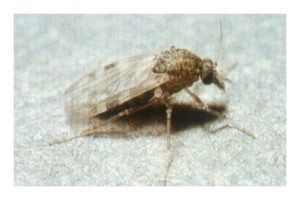 Culicoides spp. gnats, brown gnat with brown spotted wings; has 6 legs, two antennas