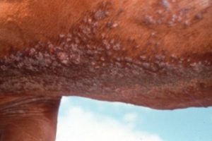 red blisters along horse underbelly