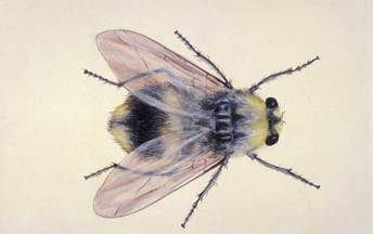 Hypoderma bovis fly.