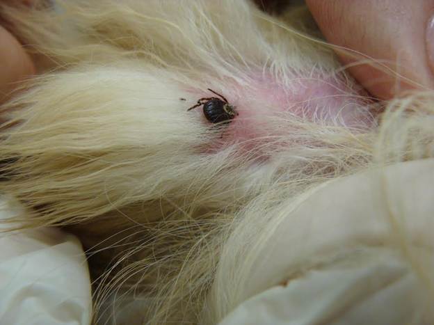 Tick tightly attached to the skin of a dog.