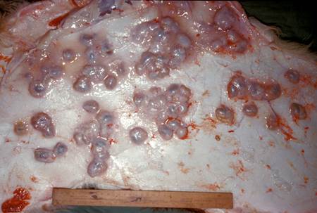 Post-mortem photo of a bovine with multiple subcutaneous nodules caused by the larvae of Hypoderma bovis fly. The hide is removed.