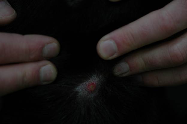 The site where a tick was attached shows a well demarcated area of erythema with a clear center.