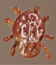 Otobius megnini