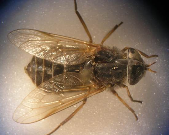 Tabanus spp. adult fly