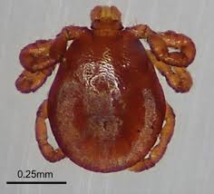 Dermacentor albipictus