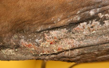 Horse with ventral midline dermatitis caused by Culicoides spp. gnats.