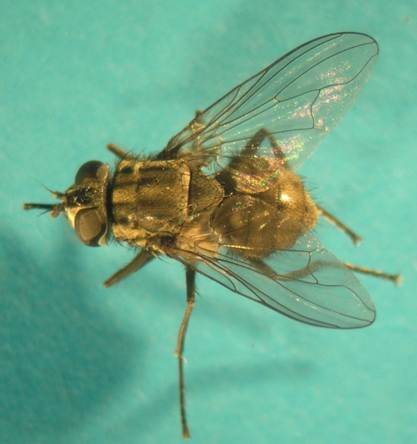 Stomoxys calcitrans adult fly