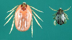 Boophilus microplus