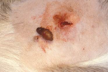 Cuterebra larva removed from a nodule localized on the abdomen of a cat.