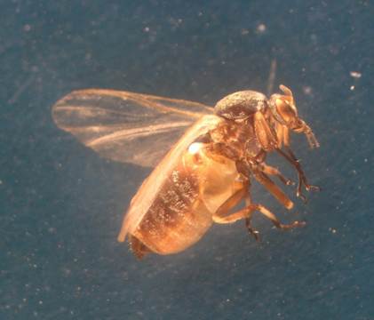 Simulium sp. adult fly