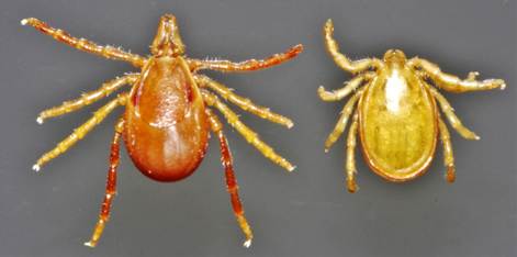 Ixodes holocyclus