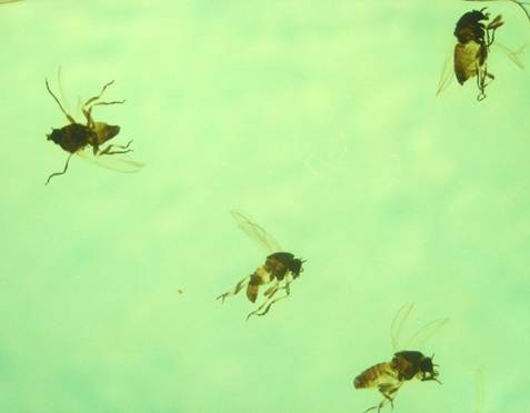 Various Simulium sp. adult flies.
