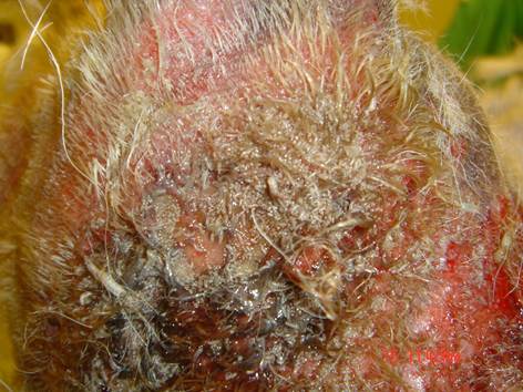 Multiple small larvae parasitizing the skin of a dog with facultative myiasis.
