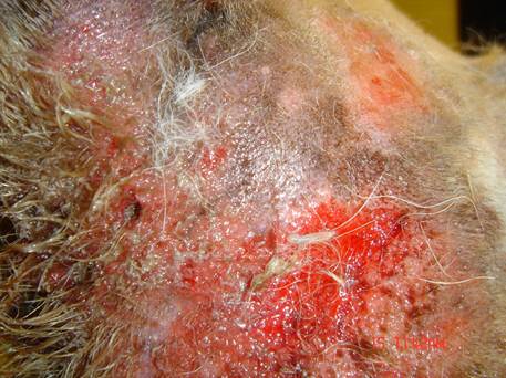 Note multiple punched out lesions on the skin of the dog above after larvae were removed.
