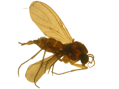 Culicoides spp. gnat.
