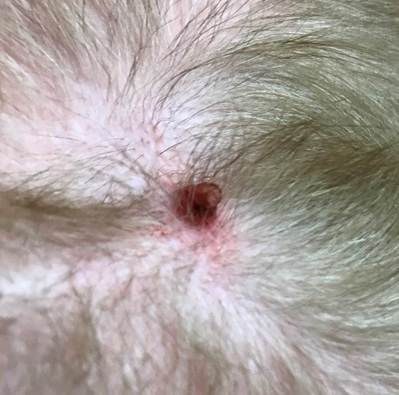 Cuterebra larvae protruding through a pore on the center of a nodule formed on the abdomen of a dog with cuterebriasis.