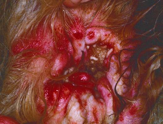 multiple myiasis larvae mixed with sanguineous exudate at the entrance of the ear canal of a dog