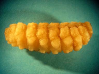 Larva of Hypoderma spp