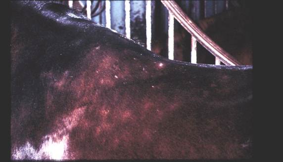 Multiple subcutaneous nodules along the back and lateral chest of a horse with hypodermosis.
