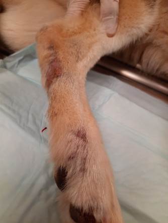 Multifocal areas of alopecia, erythema on the distal leg of a dog with pelodera dermatitis. Papules and small nodules were also associated with the lesions