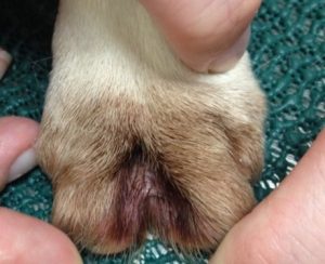 brown discoloration of dog paw