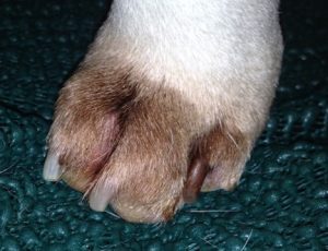 brown discoloration of dog paw and nail plate