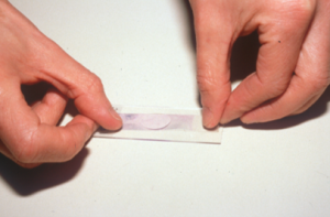 stained cellophane tape being placed over immersion oil on glass slide
