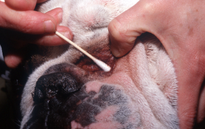 cotton swab being rubbed on skin area showing irritation