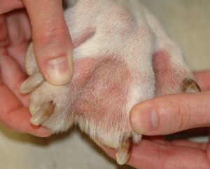 redness of skin on dog's paw and black discoloration of nail plate
