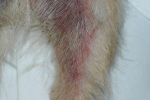 erythema on a dog's leg shown by redness of skin
