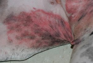 redness of skin around dog's axilla region
